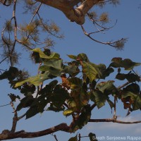 Sterculia urens Roxb.